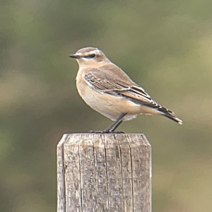 IMG_9673-Wheatear-Miles-Cluff