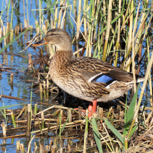IMG_9927a-Mallard