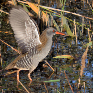 IMG_9966a-Water-Rail