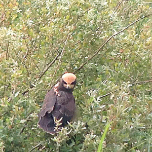 Marsh Harrier