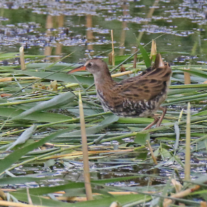 Juv.-Water-Rail-2