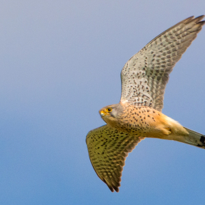 MALE KESTREL