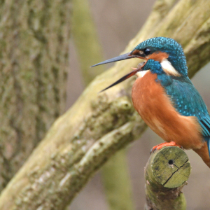 Kingfisher