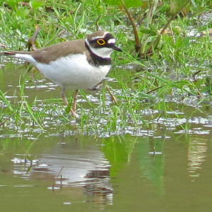 Little Ringed Plover 30th April - Ecopark