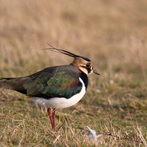 Lapwing-Mike-Wormall
