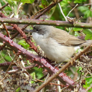 Lesser Whitethroat