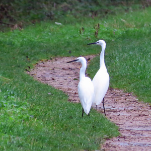 Little Egret