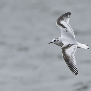 Little-Gull-2-Miles-Cluff