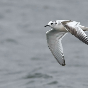 Little-Gull-Miles-Cluff