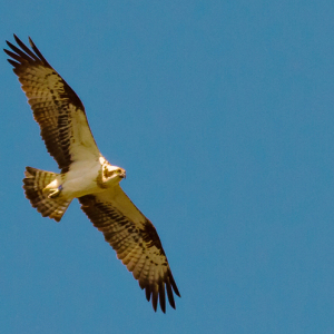 Osprey