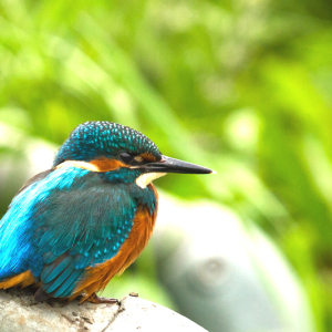 Kingfisher