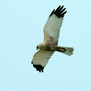 Marsh Harrier