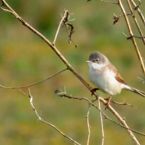 Whitethroat