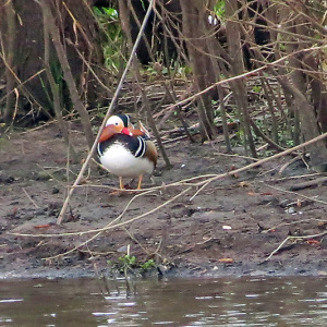Mandarin Duck - river bank near Netherfield.jpg