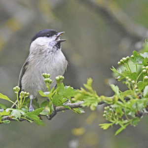 Marsh-Tit-3-Miles-Cluff