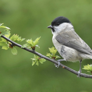 Marsh-Tit-Miles-Cluff