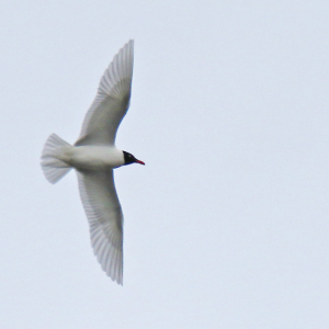 Med-Gull-JV