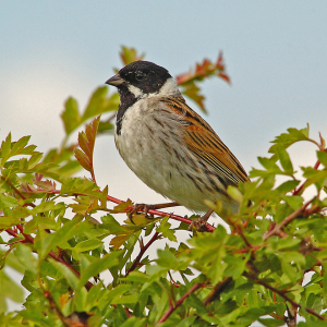 Reed Bunting