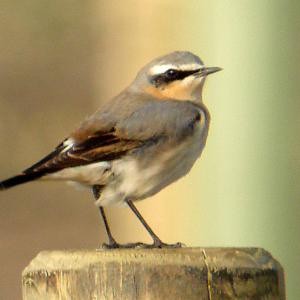 Wheatear
