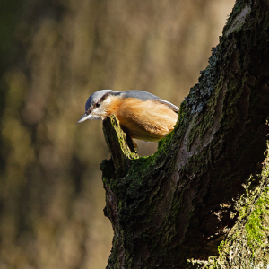 Nuthatch-Mike-Wormall