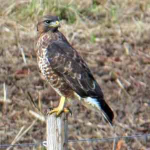 Common Buzzard