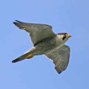 Peregrine-JV