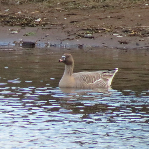 Pinkie on Trent near Netherfield