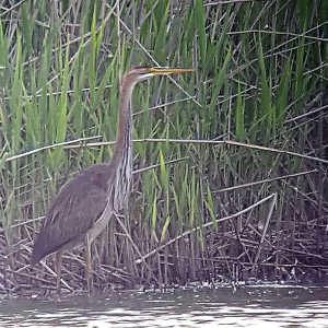 Purple-Heron-Rob-Hoare