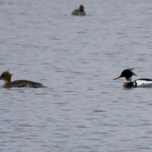 Red-breasted-Mergansers-Mark-Glover