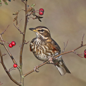 Redwing-2