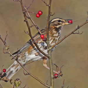 Redwing