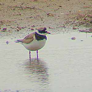 Ringed Plover