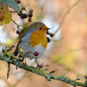 Robin