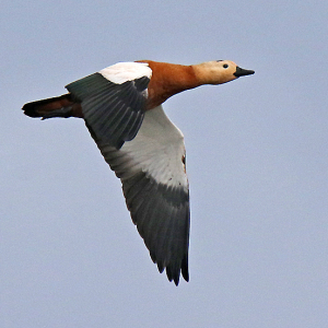 Ruddy-Shelduck