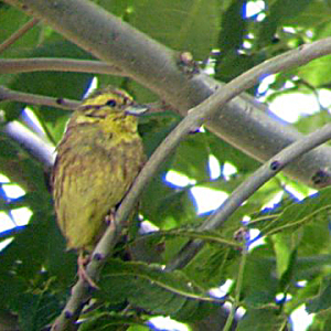 Yellowhammer
