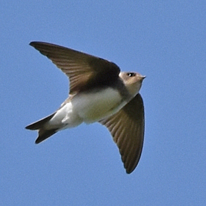 Sand-Martin