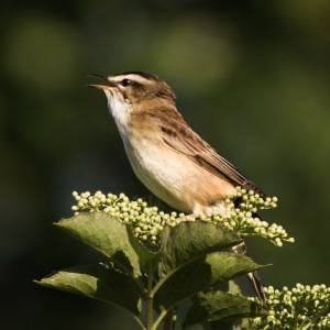 Sedge Warbler