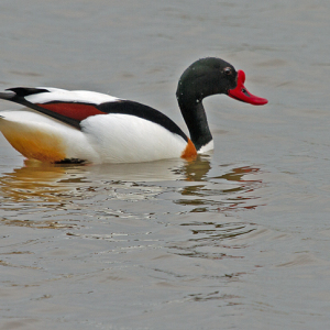 Shelduck-Mike-Wormall
