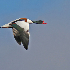 Shelduck