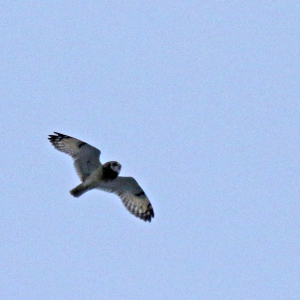 Short-eared-Owl-1