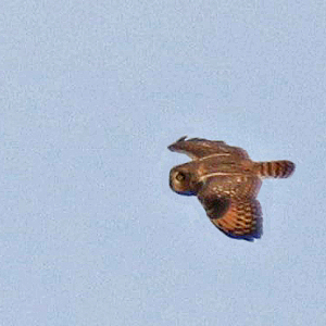 Short-eared-Owl