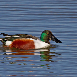 Shoveler-Mike-Wormall