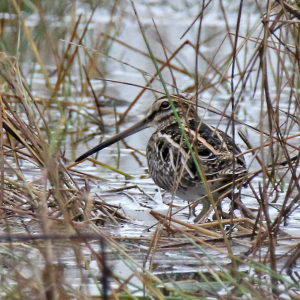 Snipe