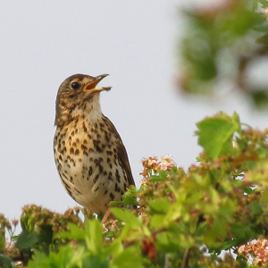 Song Thrush