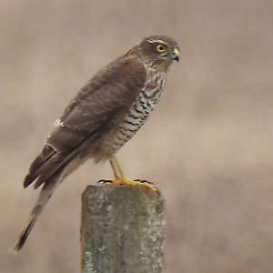 Sparrowhawk-John-Elwell