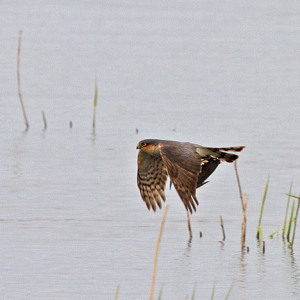 Sparrowhawk-Mike-Wormall