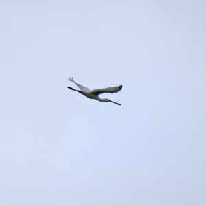 Spoonbill-2-JV