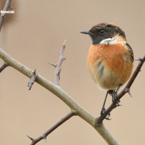 Stonechat