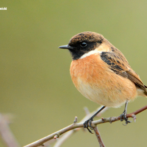 Stonechat