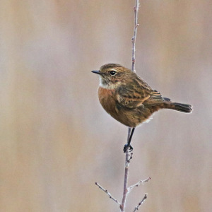 Stonechat